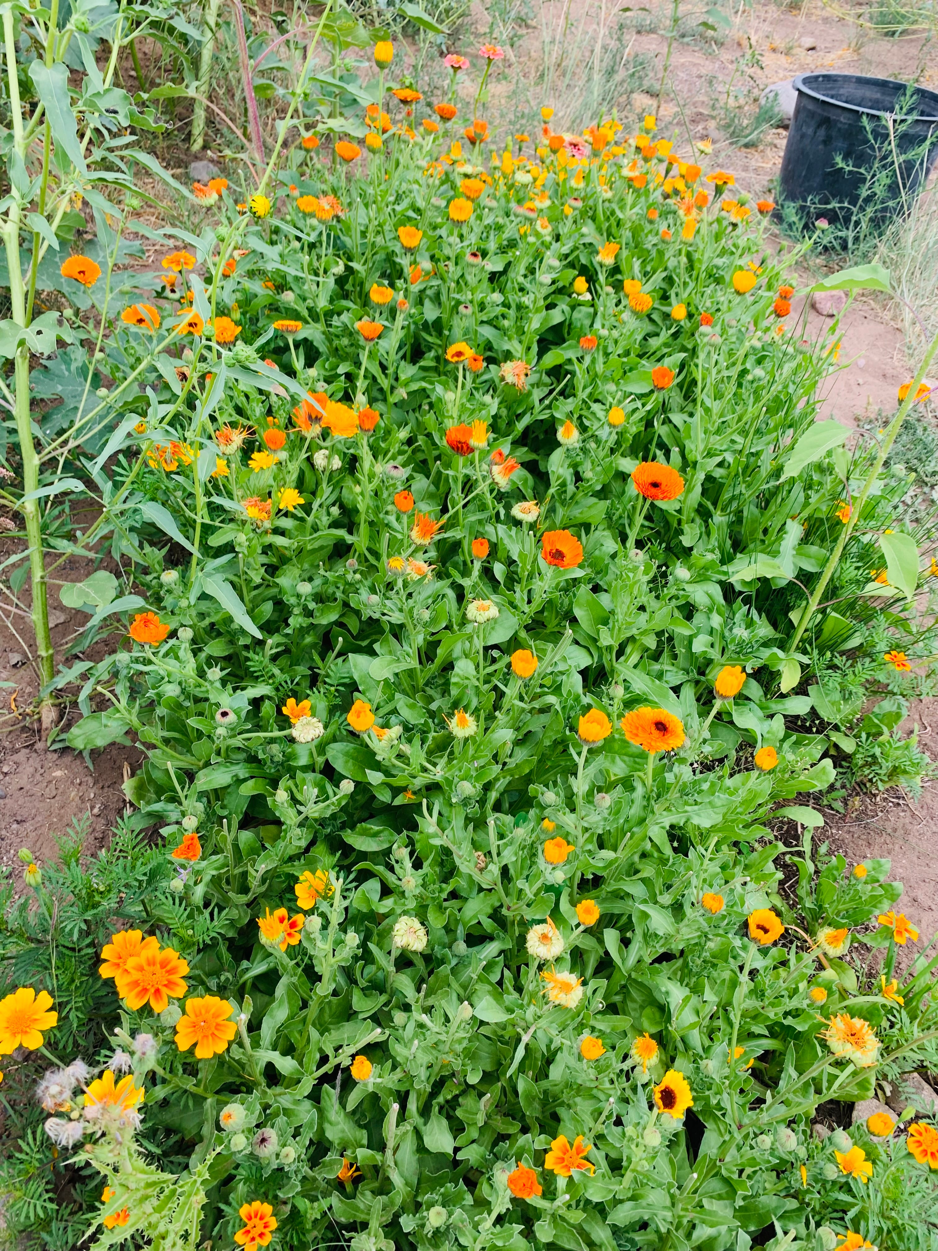 Calendula Rose Whipped Body Butter 4oz