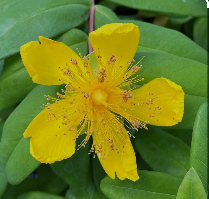 Comfrey and St. John’s Wort Balm- 2oz